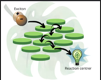 Quantum coherence in photosynthesis illustration